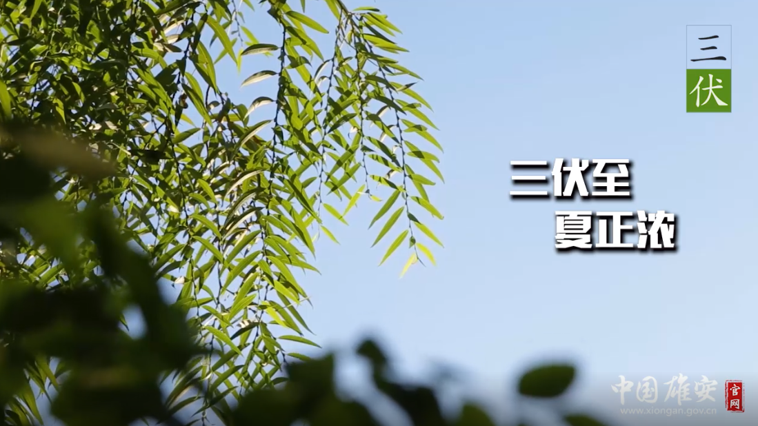 三伏至，夏正浓